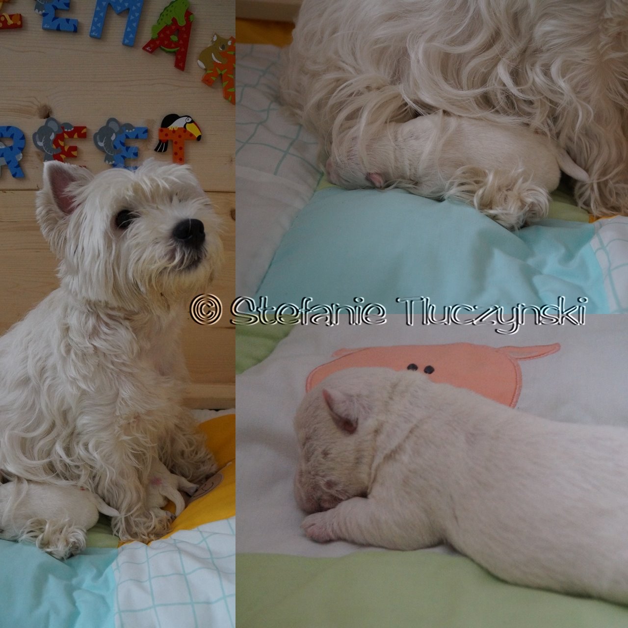 Ellie und Welpen