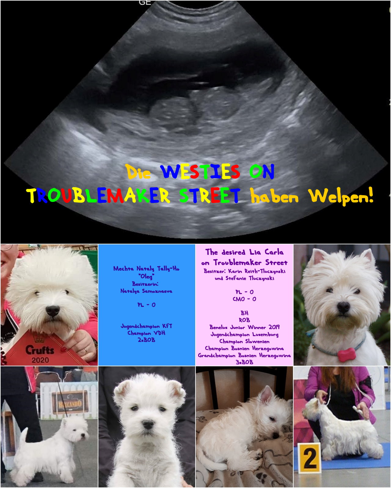 Westies on Troublemaker Street